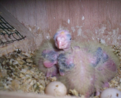 premiére niché cpl 3 (3PA).jpg