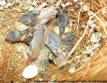 diamant de gould au nid.JPG