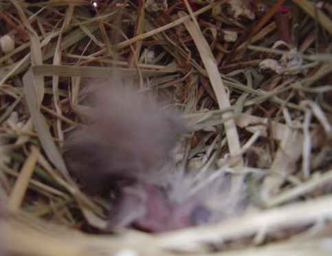 bb bengalis 2903.jpg