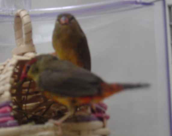 cple bengalis 2903.jpg