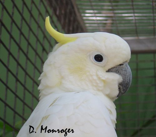 Cacatua sulphurea.jpg