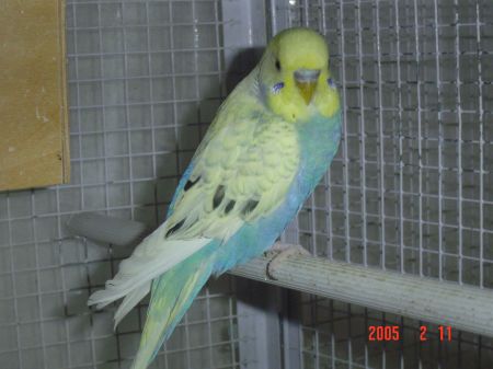 OndulÃ©e MÃ¢le.jpg