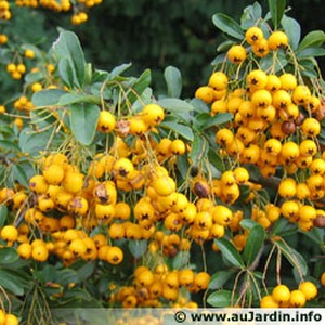 pyracantha.jpg