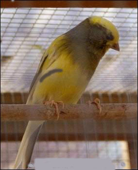 canari.jpg