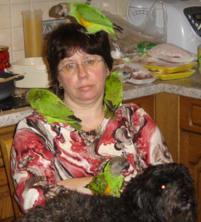 arbre a perroquet.jpg