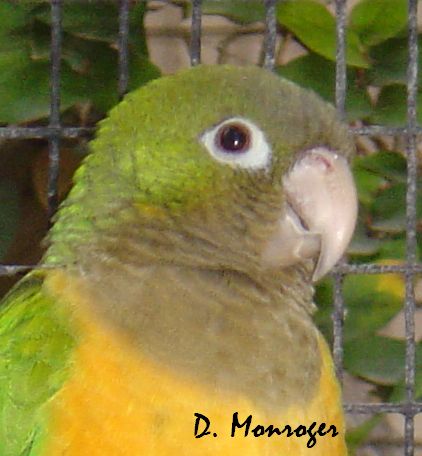 Aratinga cactorum caixana.jpg