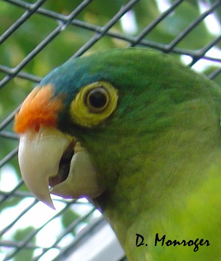 Aratinga canicularis.jpg