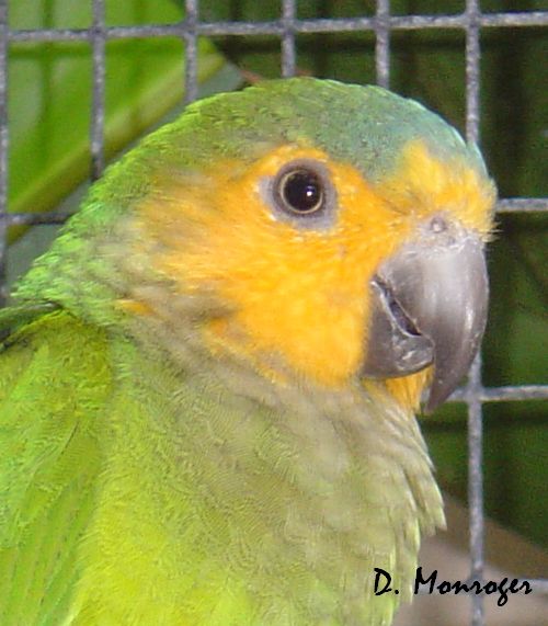 Aratinga pertinax pertinax.jpg