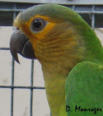 Aratinga pertinax surinama.jpg