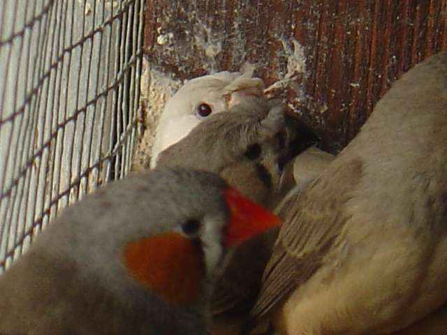 bbs mands 21 09 04.jpg