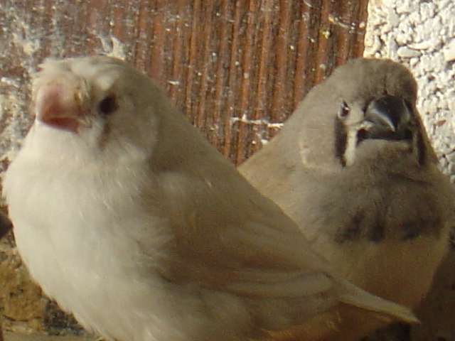 bb mand balnc et gris 21 09.jpg