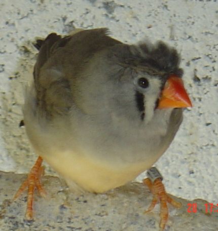 Mandarine hupÃ©e.jpg