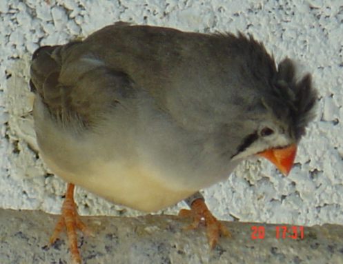 mandarine hupÃ©e 0.jpg