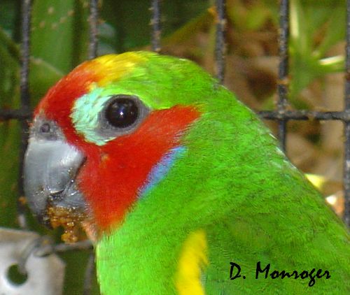 Cyclopsitta diophthalma.jpg