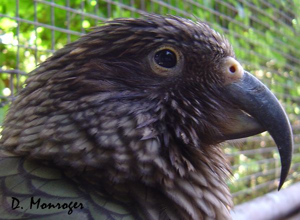 Nestor notabilis.jpg