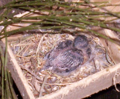 jeune colombe diamant ds le nid 2.jpg