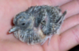 jeune colombe diamant 2.jpg