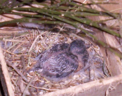 jeune colombe diamant ds le nid.jpg