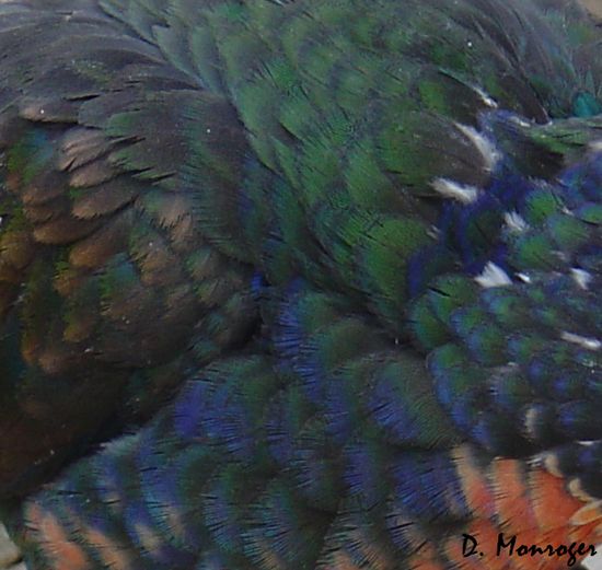 Pionus chalcopterus.jpg