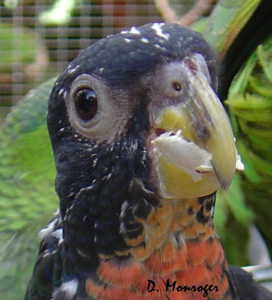 Pionus chalcopterus 1.jpg