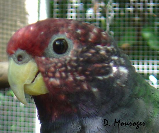 Pionus tumultuosus.jpg