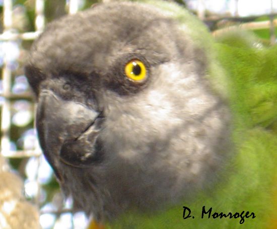 Poicephalus senegalus.jpg