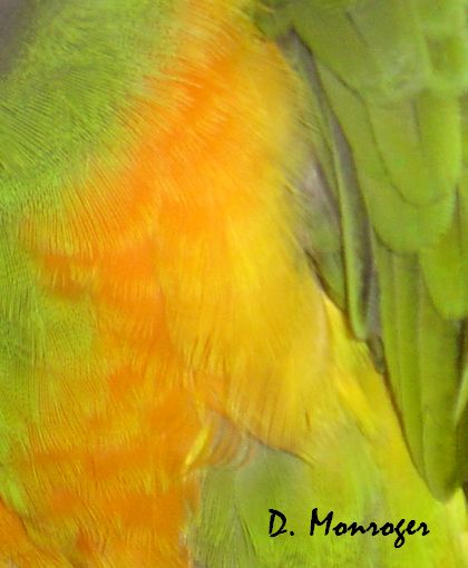 Poicephalus senegalus 1.jpg