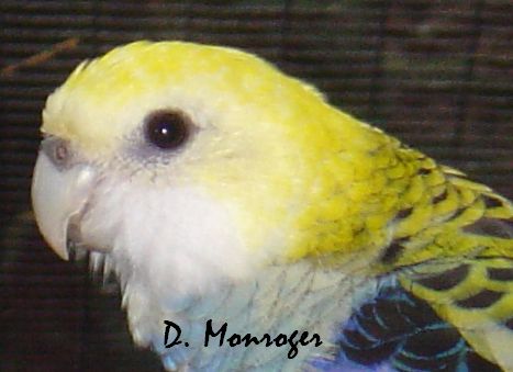 Platycercus adscitus.jpg