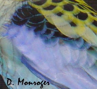 Platycercus adscitus 1.jpg