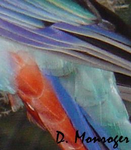 Platycercus adscitus 2.jpg