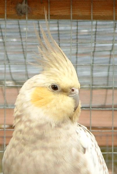 portrait calo jj.jpg