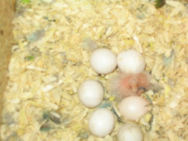 catherine cage 1erBB.JPG