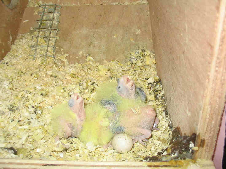 callopsite 2 baguÃ©s_1.jpg