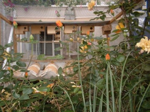 goulds voliÃ¨re.jpg