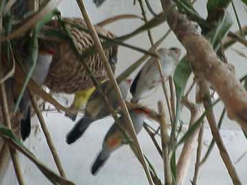 Voliere vert OIZO.jpg