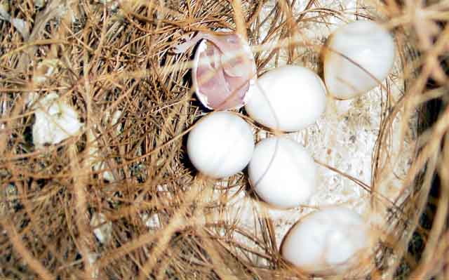 Paddas_oisillon_2005_04_25 002.jpg