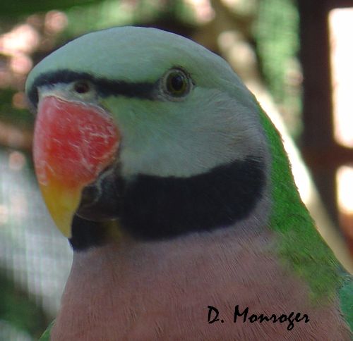 Psittacula alexandri.jpg