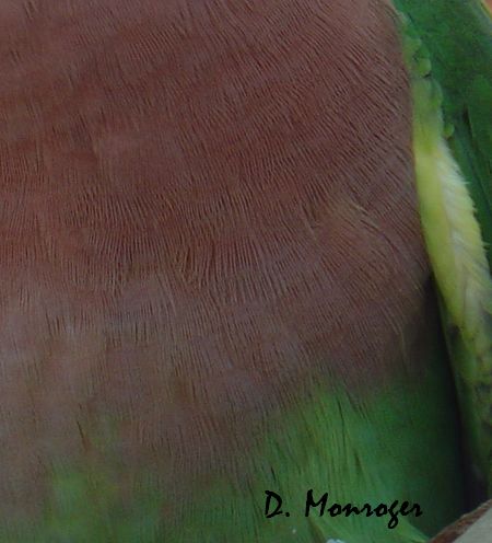 Psittacula alexandri 1.jpg