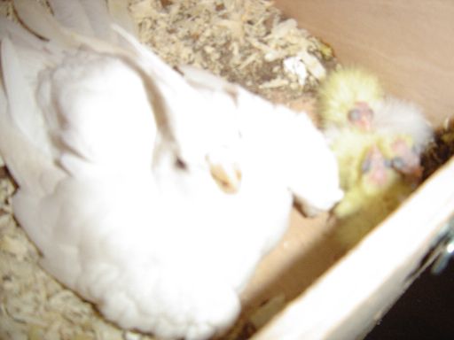 maman albino +4BB.jpg