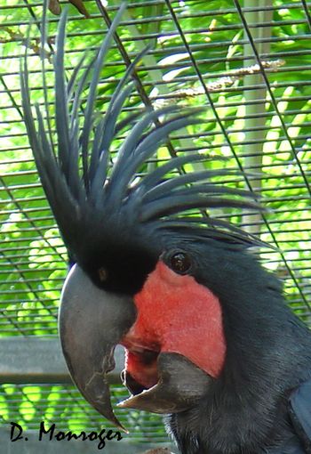 Probosciger aterrimus.jpg