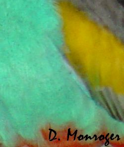 Psephotus chrysopterygius chrysopterygius 2.jpg