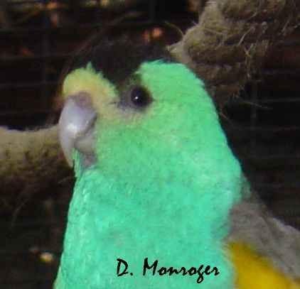 Psephotus chrysopterygius chrysopterygius.jpg