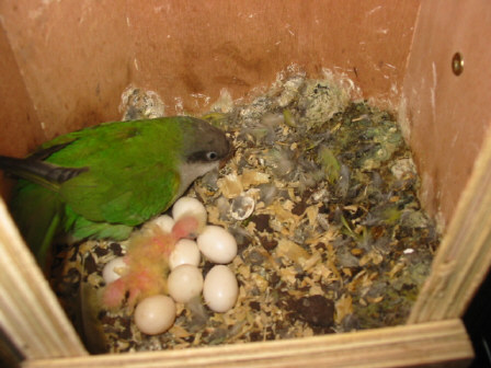 2 jeunes aymara , les premiers cpl N 1 piÃ©ce Ã©levage .JPG