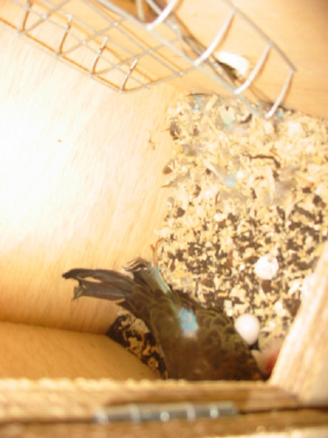 1 nÃ© bourke cpl N7 mini voliÃ©re .JPG