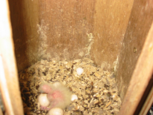 1 jeune multicolore  cpl 10 GV  .JPG