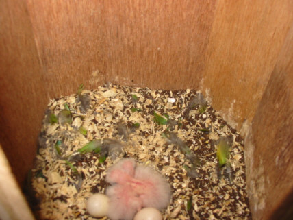 3 turquoisines cpl N 6 piÃ©ce Ã©levage .JPG