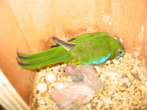 2 jeunes turquoisines cpl N 2 piÃ©ce Ã©levage .JPG