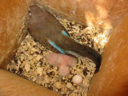 2 jeunes bourkes cpl en libertÃ© mini voliÃ©re .JPG