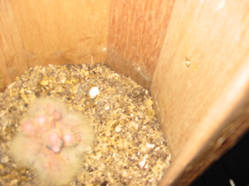 4 jeunes multicolors cpl N 5 GV .JPG