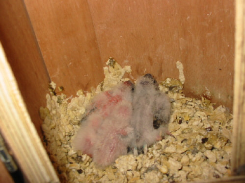 4 jeunes bourkes cpl N 7 piÃ©ce Ã©levage .JPG